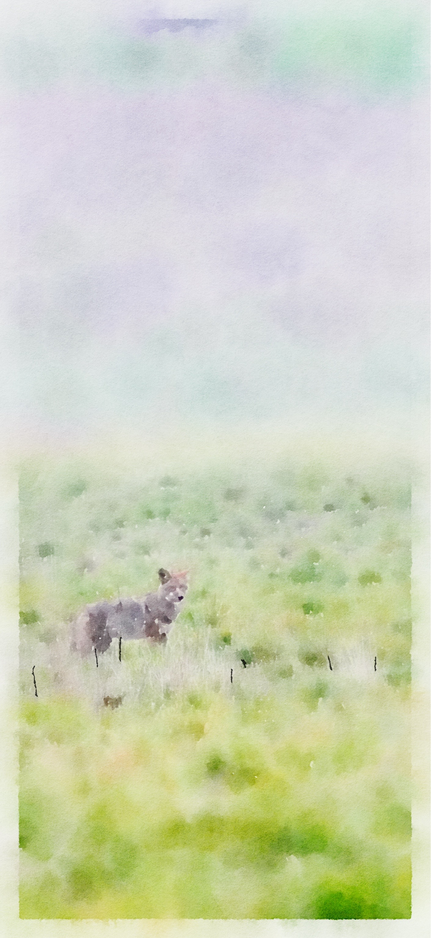 watercolor effect of a coyote in a field